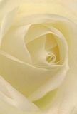 Drawn into the magnificent heart of a cream-white rose, the viewer is enveloped in the layers of its delicate petals, reminiscent of a peaceful dawn in East Dulwich. The spiral formation invites you to imagine tracing each silken fold-soft, whisper-thin, and touched by a luminous light that feels like the first rays warming Dulwich Village. Gentle shadows move amongst the petals' curved ivory edges, lending depth and understated drama to the bloom. The moment captured here exudes an atmosphere of serenity and heartfelt sentiment-perfect for moments of quiet reflection, sympathy, or for celebrating new beginnings with a subtle elegance unique to our community. It's easy to imagine the faint, sweet fragrance lingering in the air, a reminder of weekend mornings at North Cross Road Market. The flower's poised perfection and the dedication visible in its arrangement are representative of the care offered by every East Dulwich florist, who understands how a single rose can become the purest symbol of hope, remembrance, or admiration, thoughtfully delivered to homes across the neighbourhood.